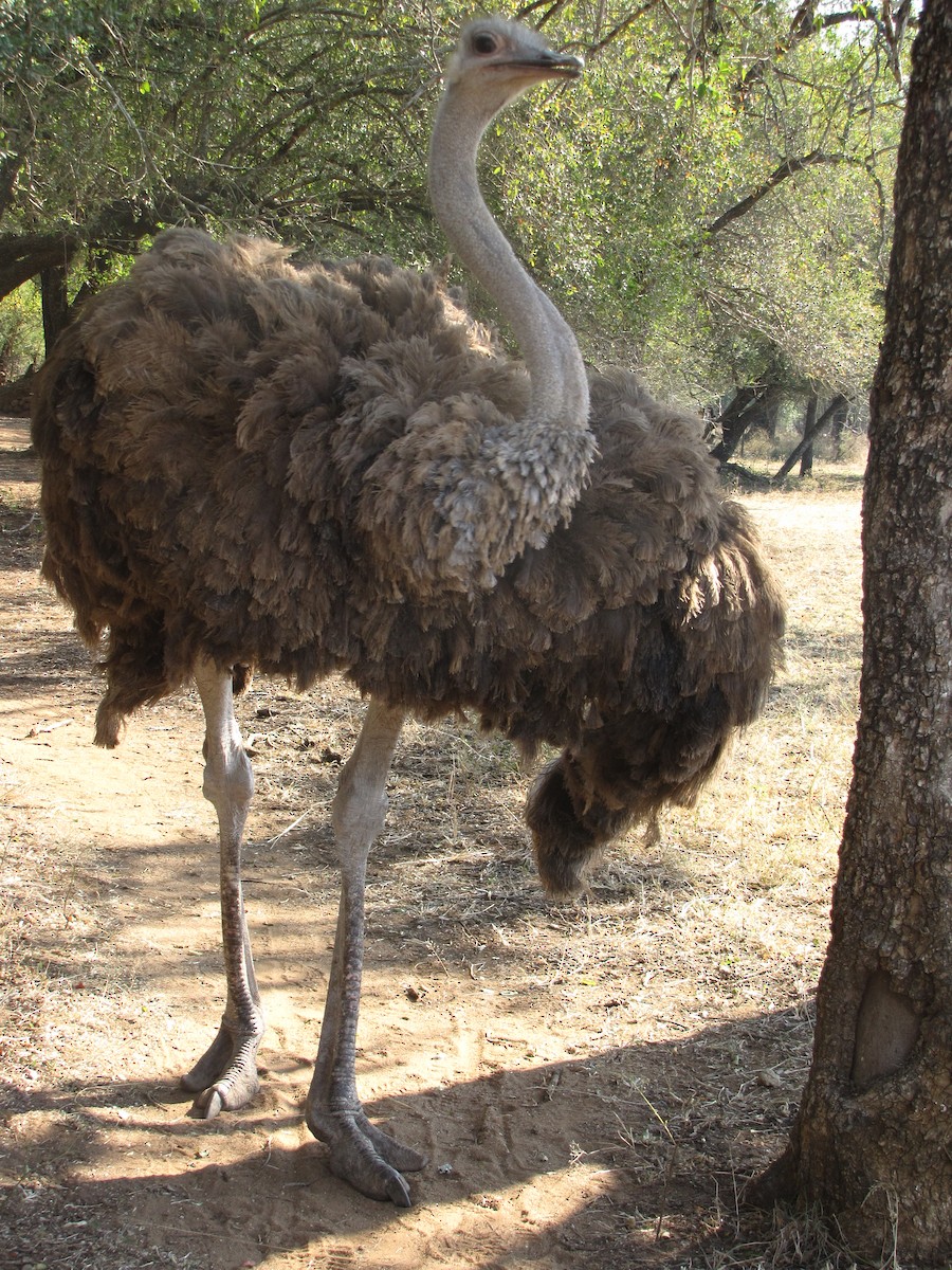 Common Ostrich - ML575278131