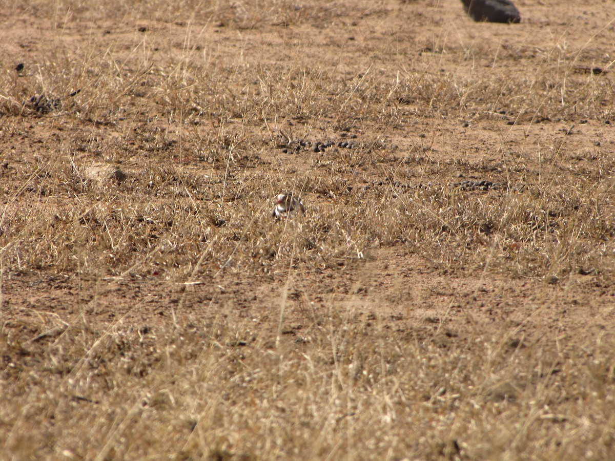 Three-banded Plover - ML575278211