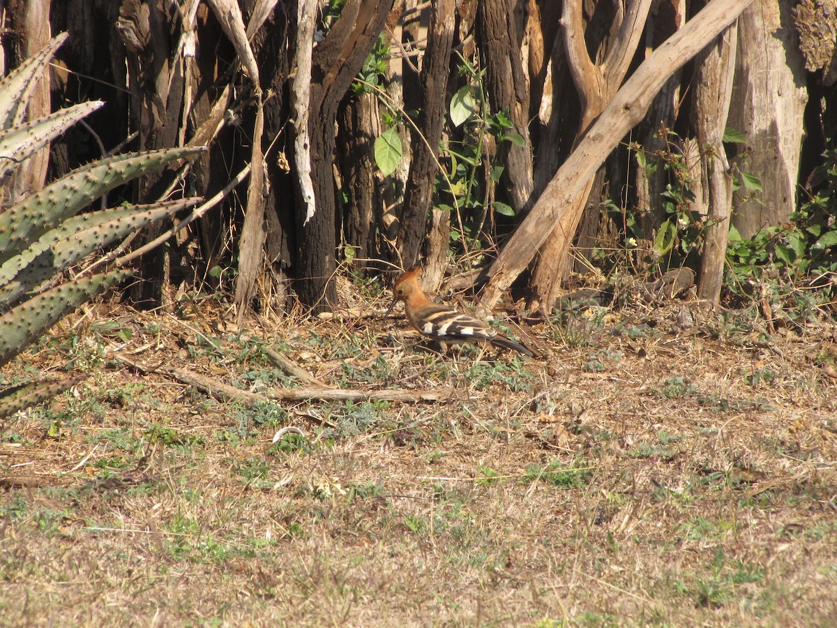 Eurasian Hoopoe - ML575278261