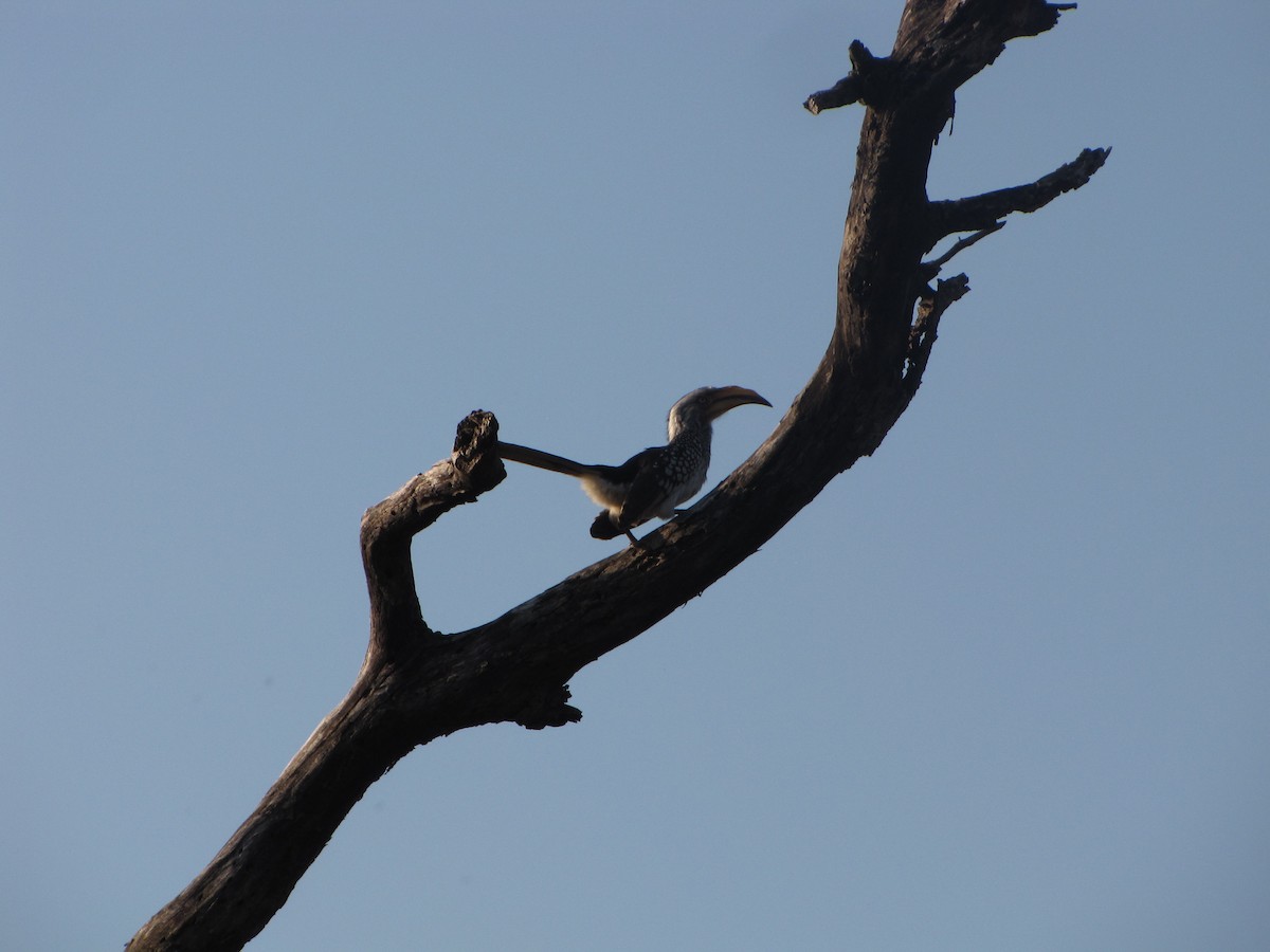 Southern Yellow-billed Hornbill - ML575278301