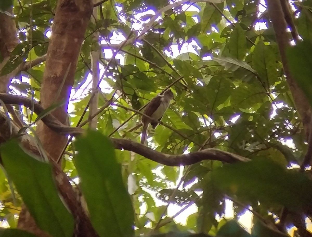 Puff-backed Bulbul - ML575278331