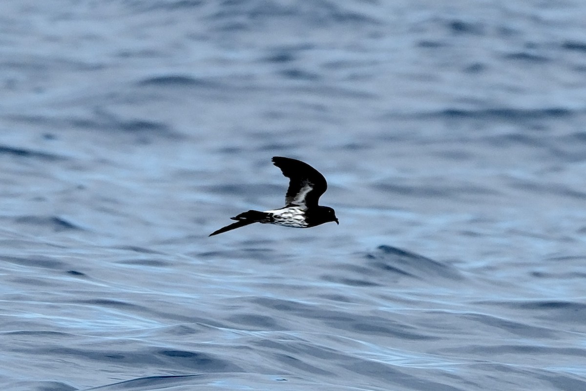 New Caledonian Storm-Petrel - ML575278341