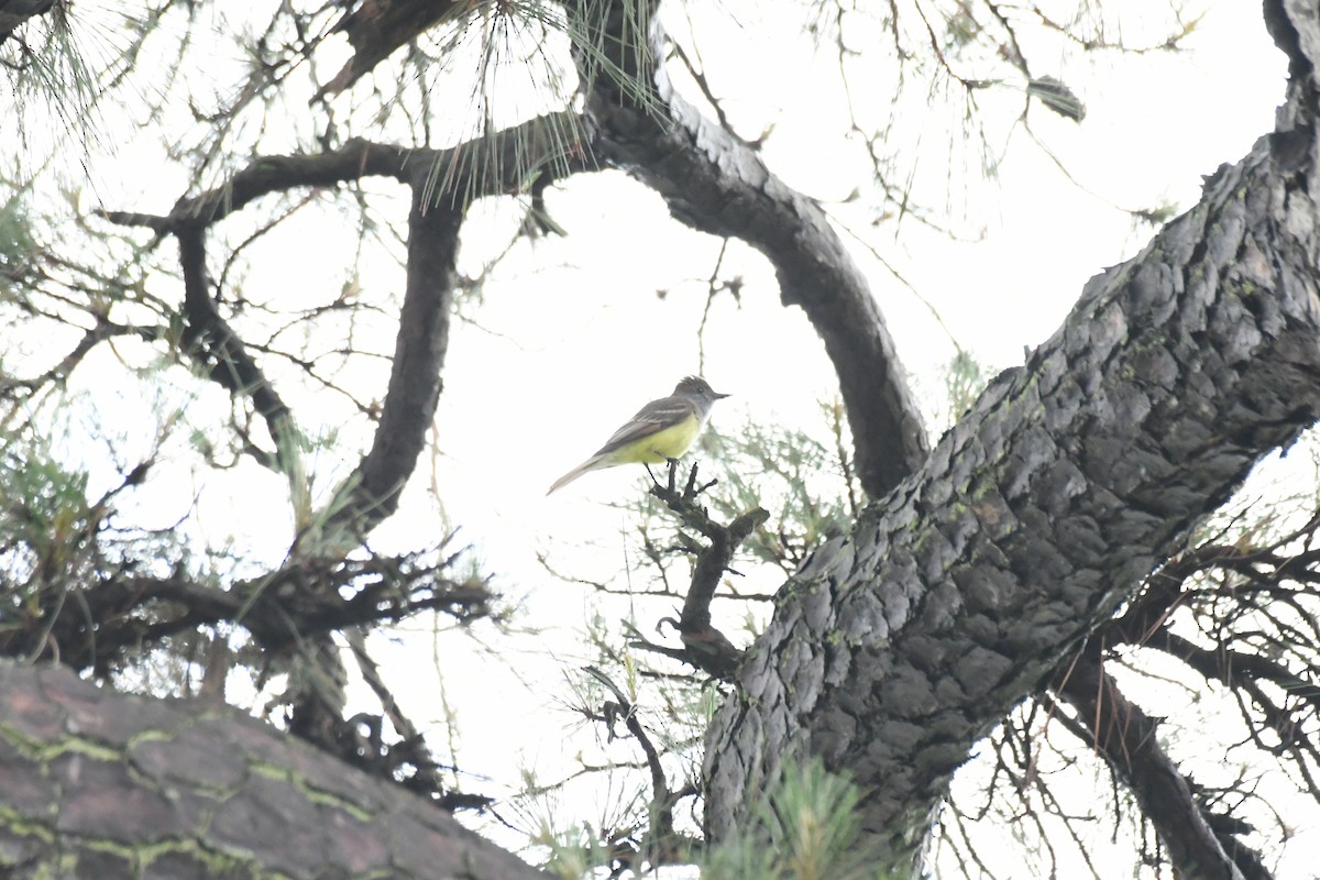 Great Crested Flycatcher - ML575278401