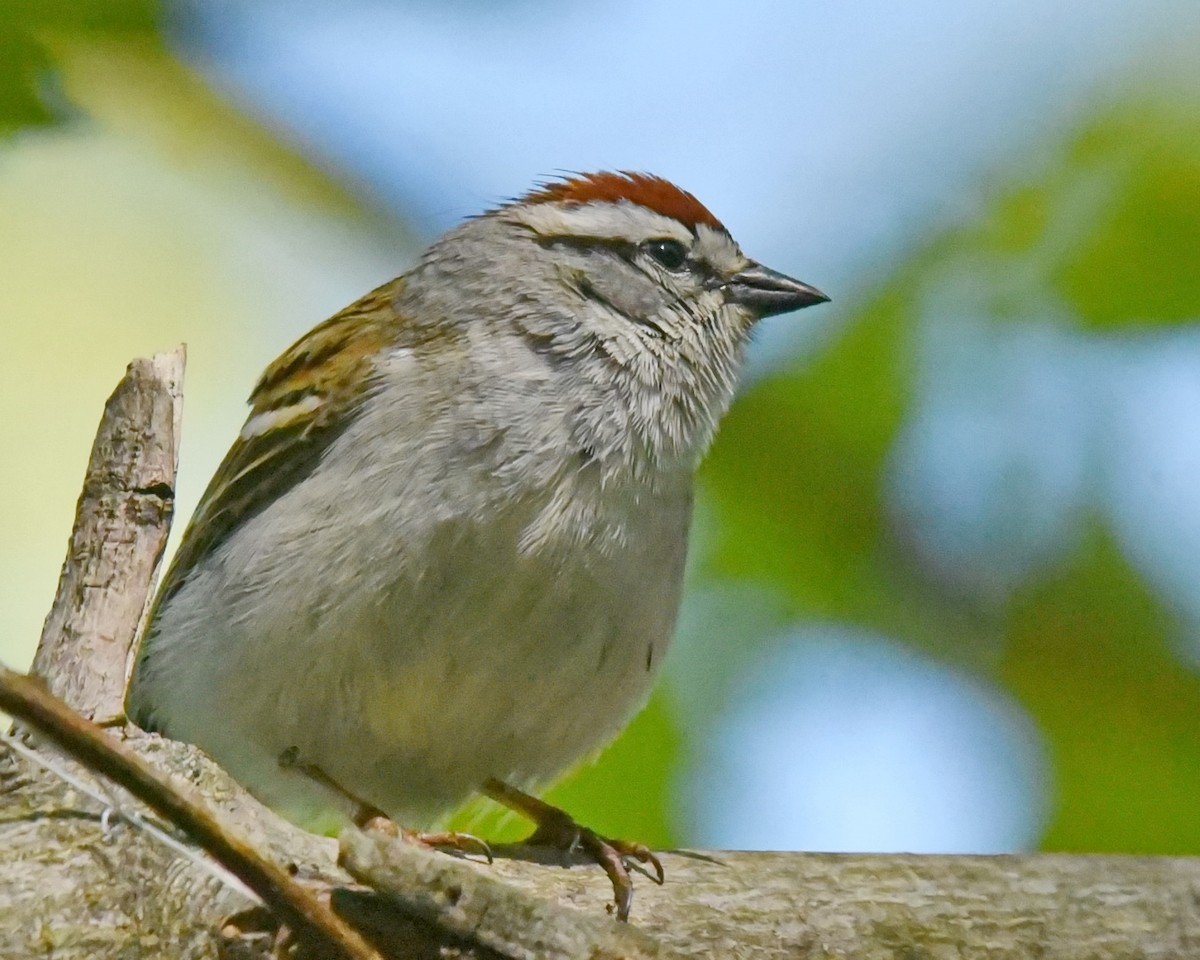 Chipping Sparrow - ML575279071