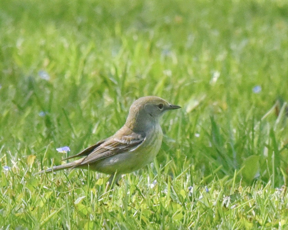 Pine Warbler - ML575279201