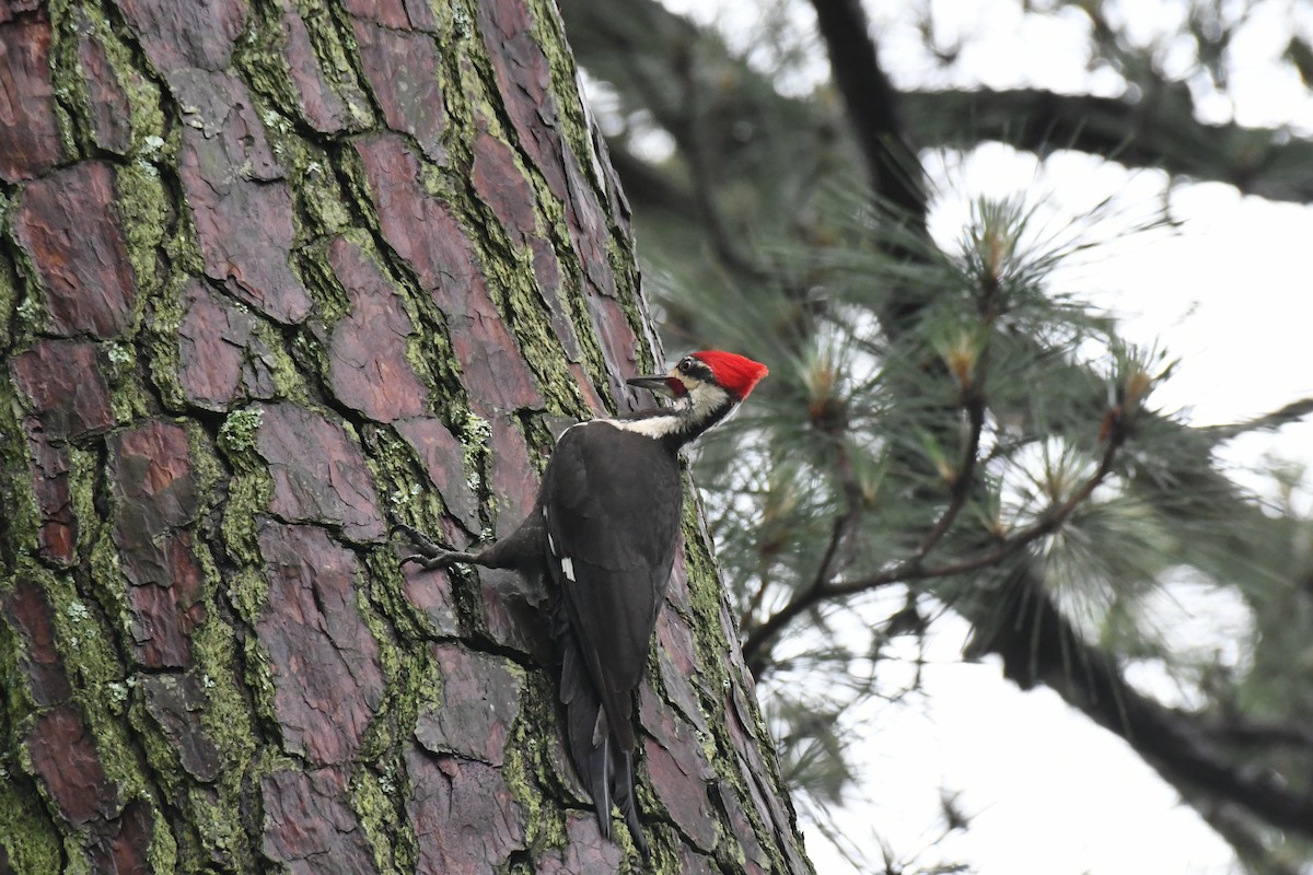 Pileated Woodpecker - Todd Fifield