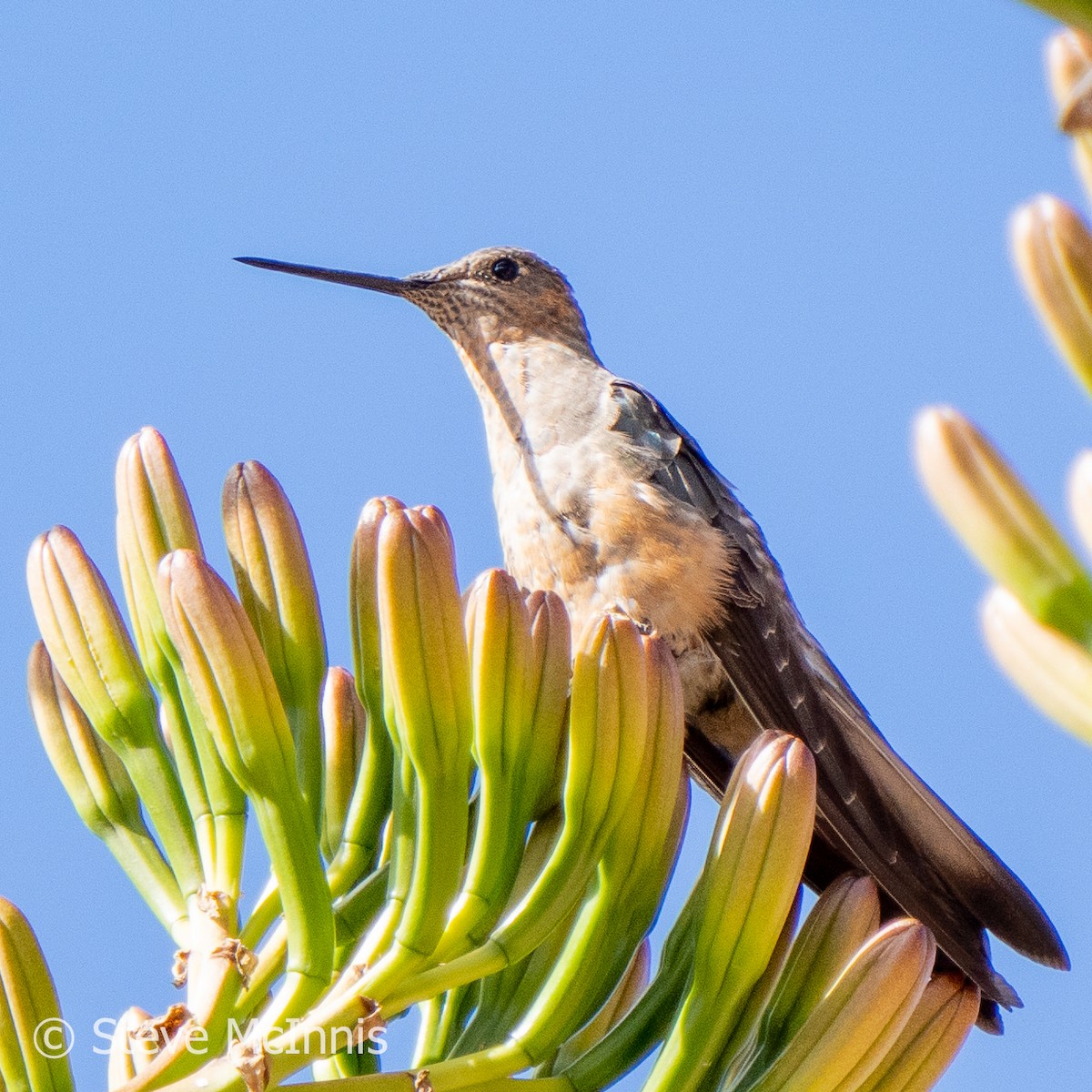 Riesenkolibri - ML575280581