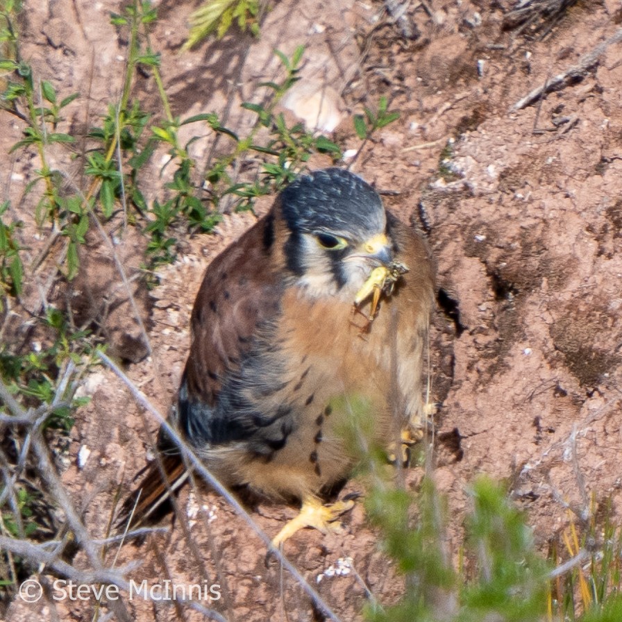 American Kestrel - ML575280691