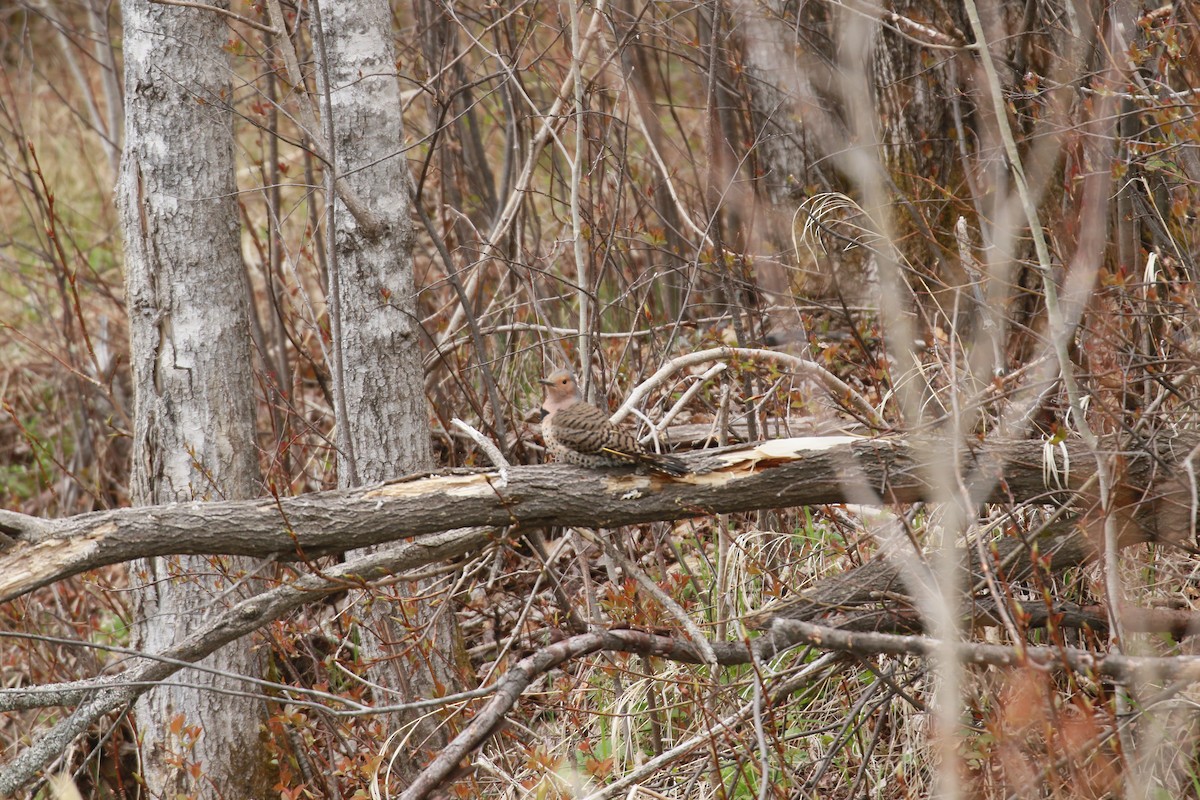 Northern Flicker - ML575281181