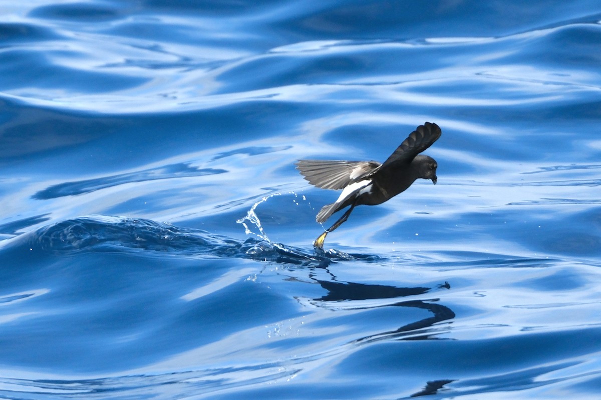 黃蹼洋海燕 - ML575281301