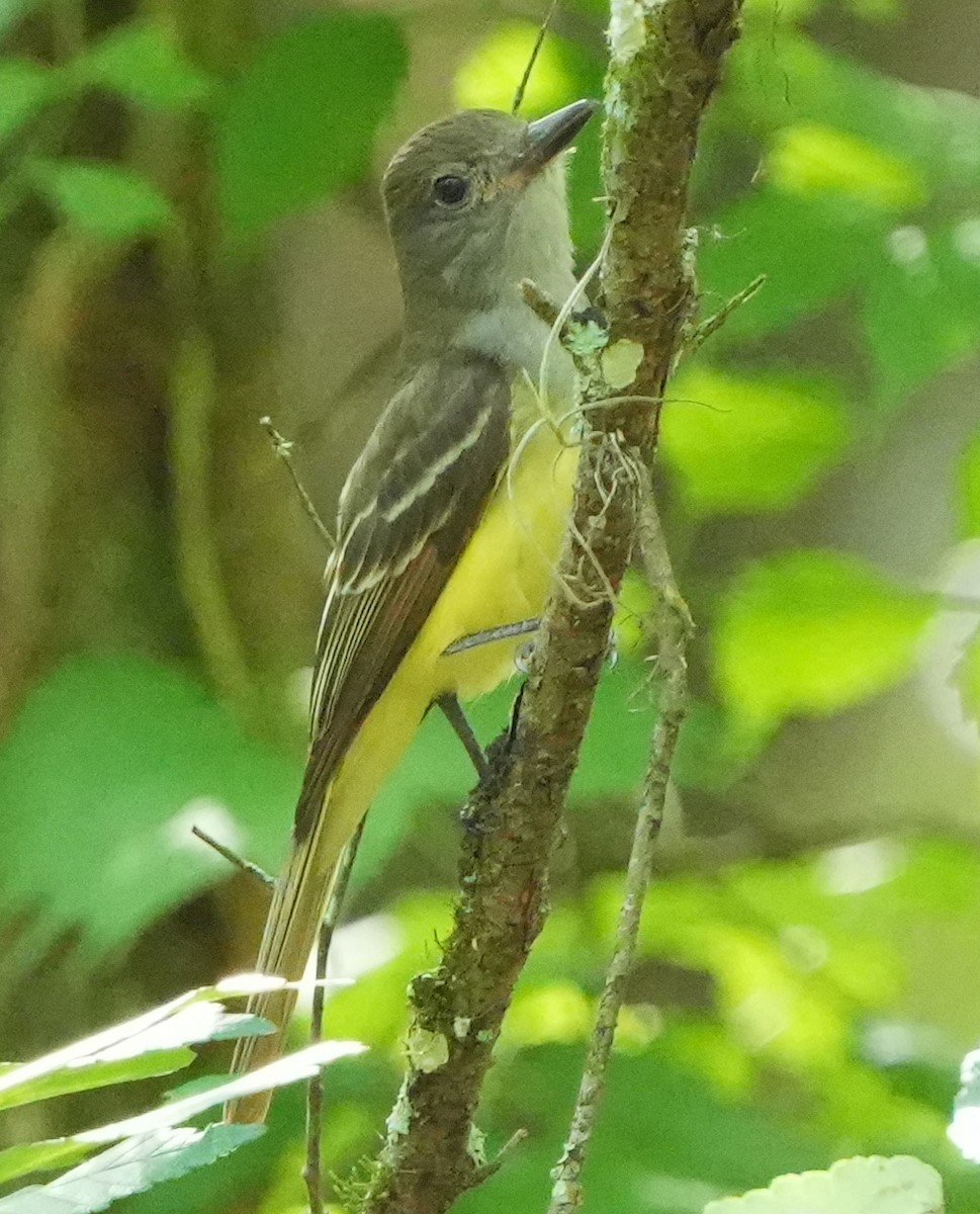 Great Crested Flycatcher - ML575281711