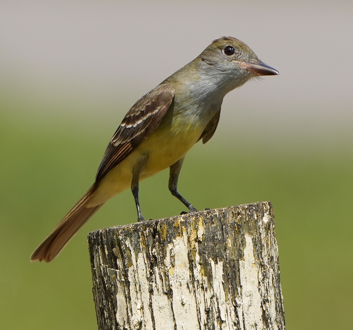 Great Crested Flycatcher - ML575281811