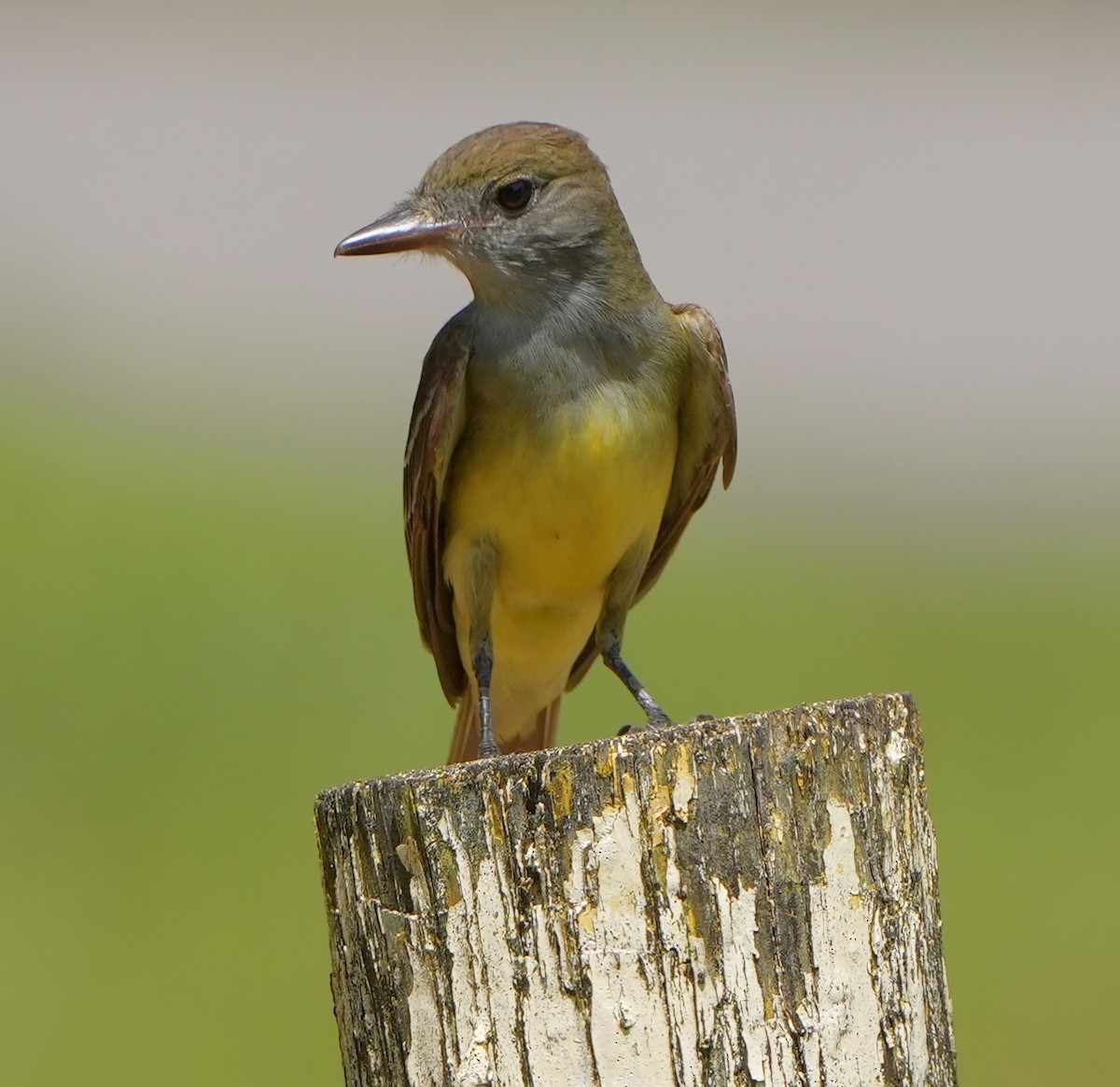 Great Crested Flycatcher - ML575282001