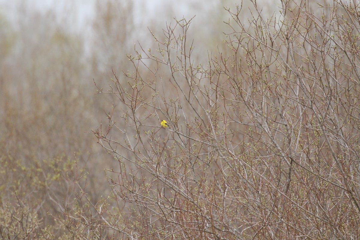 American Goldfinch - ML575282091