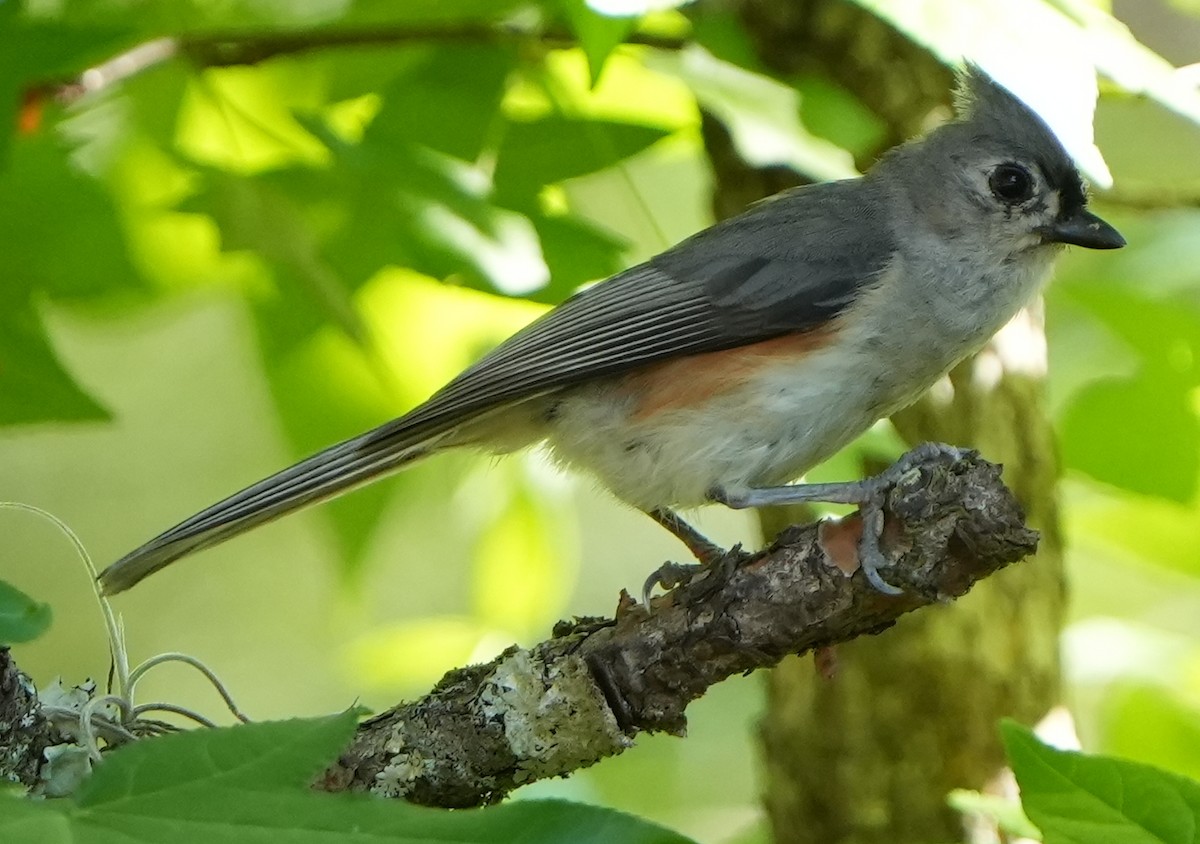 Tufted Titmouse - ML575282201