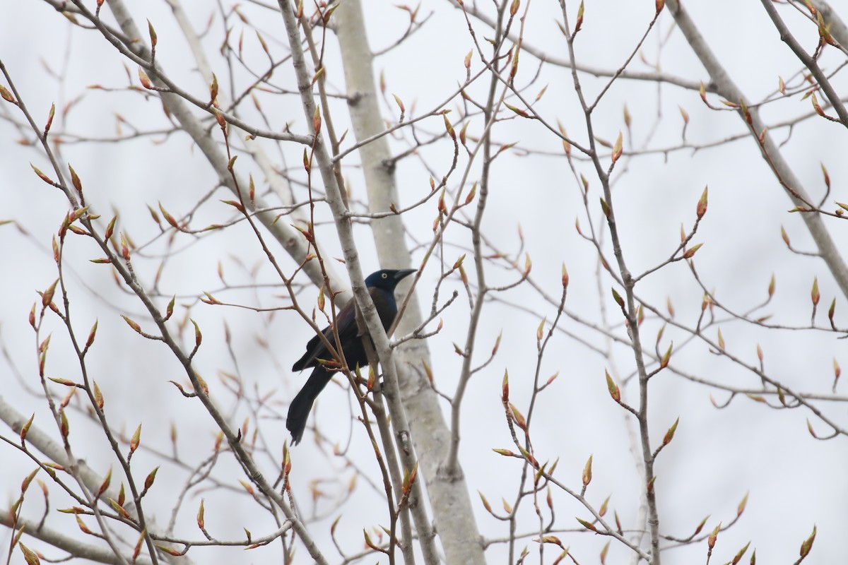 Common Grackle - ML575282381