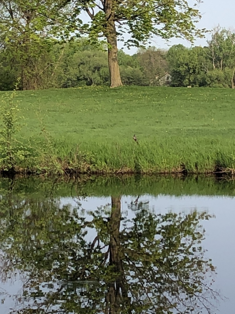 Schieferrücken-Königstyrann - ML575282521