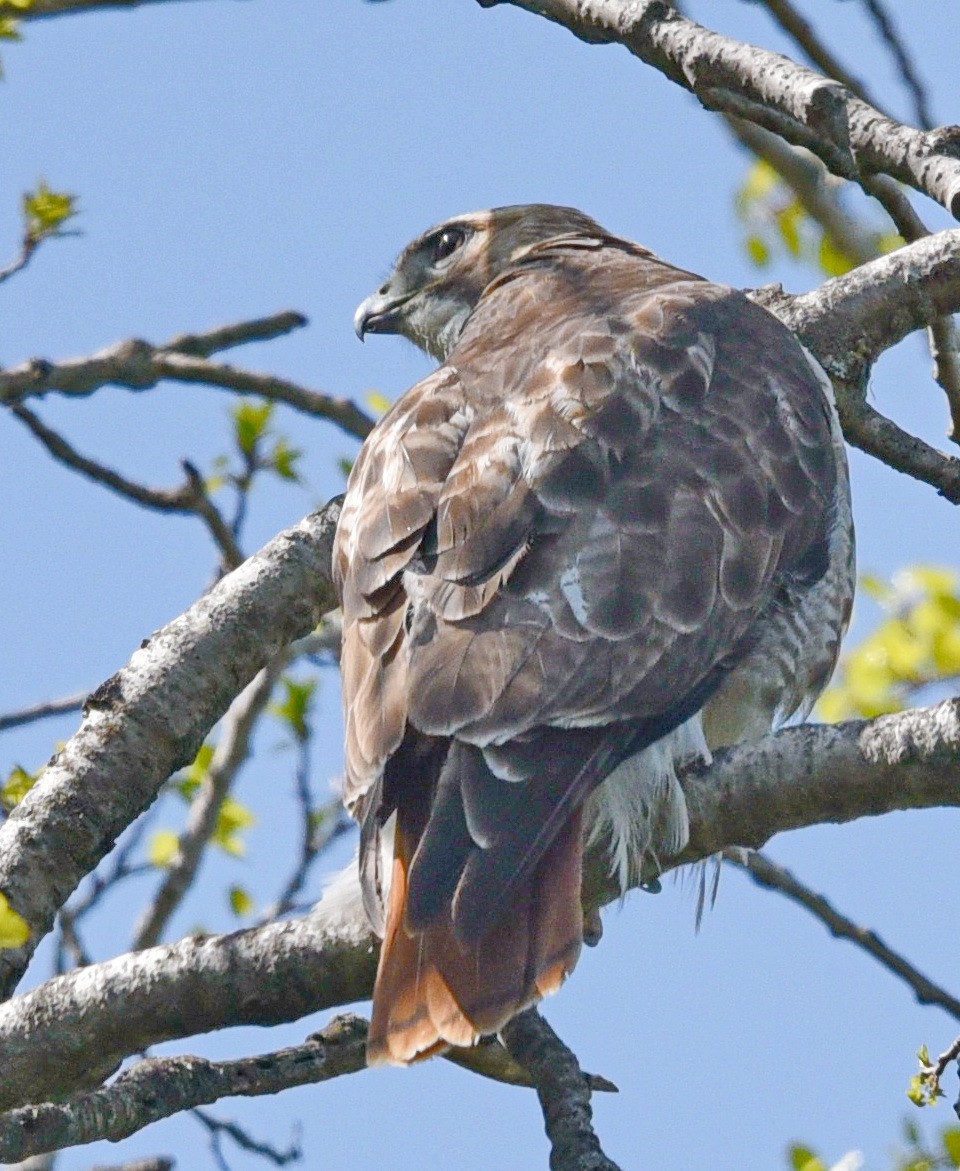 Red-tailed Hawk - ML575283421