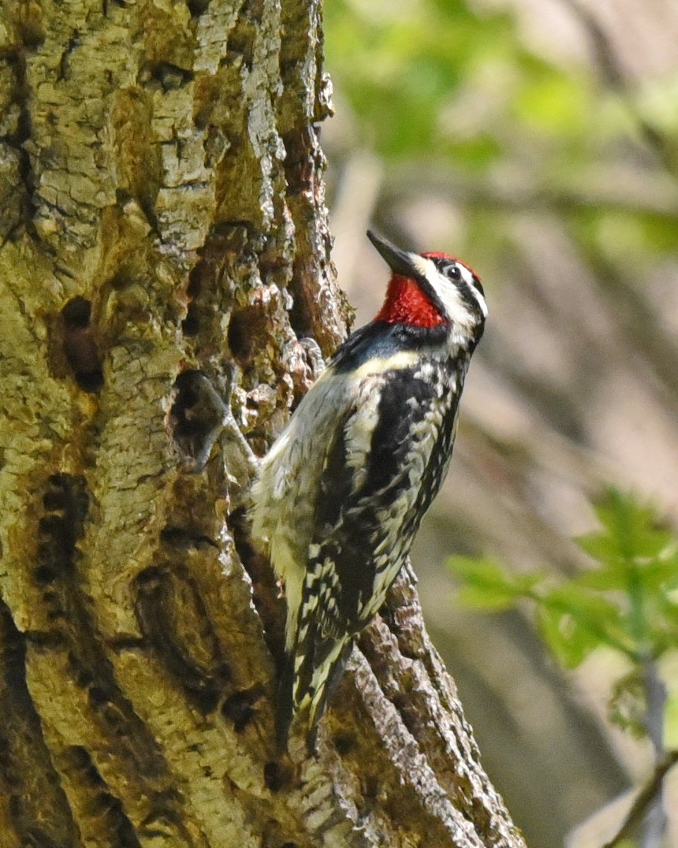 Yellow-bellied Sapsucker - ML575283501