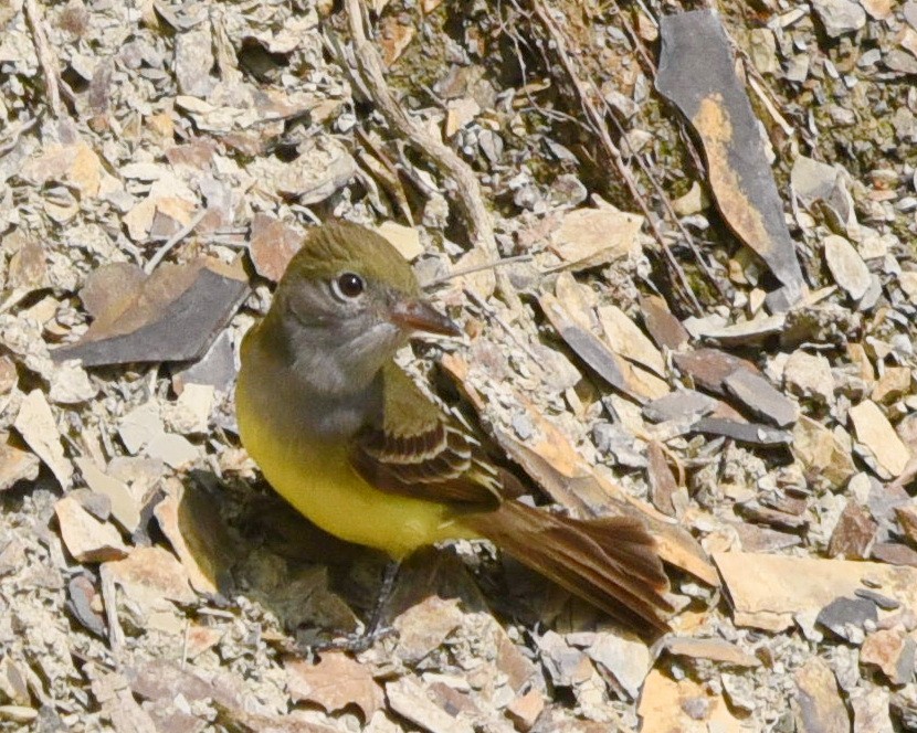 Great Crested Flycatcher - Barb and Lynn