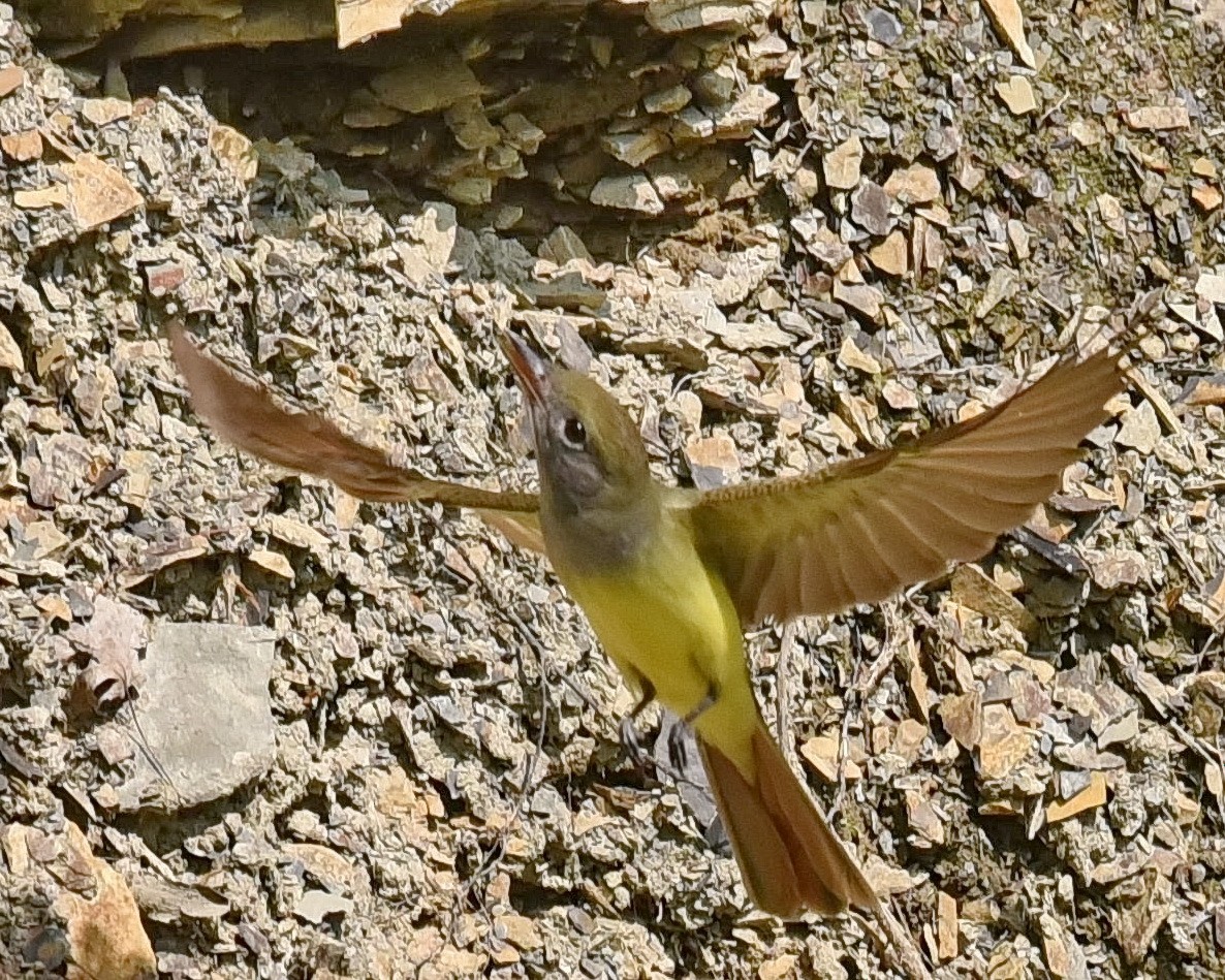 Great Crested Flycatcher - ML575283871