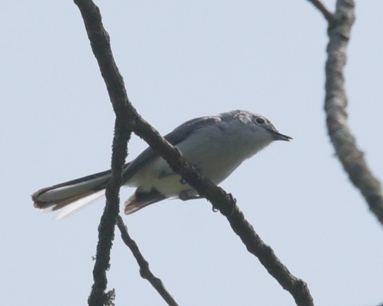 Blue-gray Gnatcatcher - ML575284041