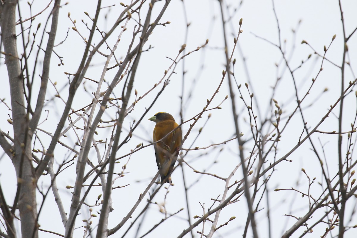 Evening Grosbeak - Marie-Eve Gauthier