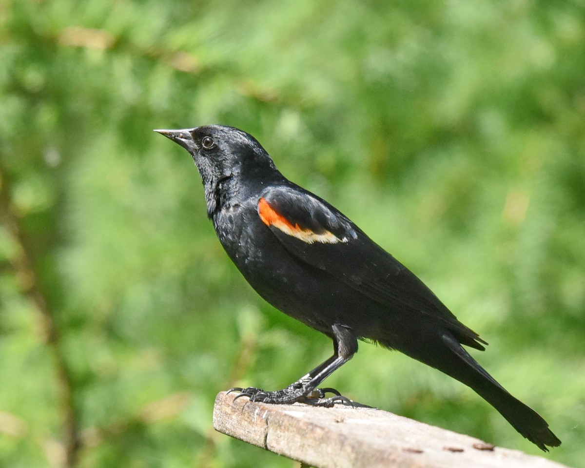 Red-winged Blackbird - ML575284371