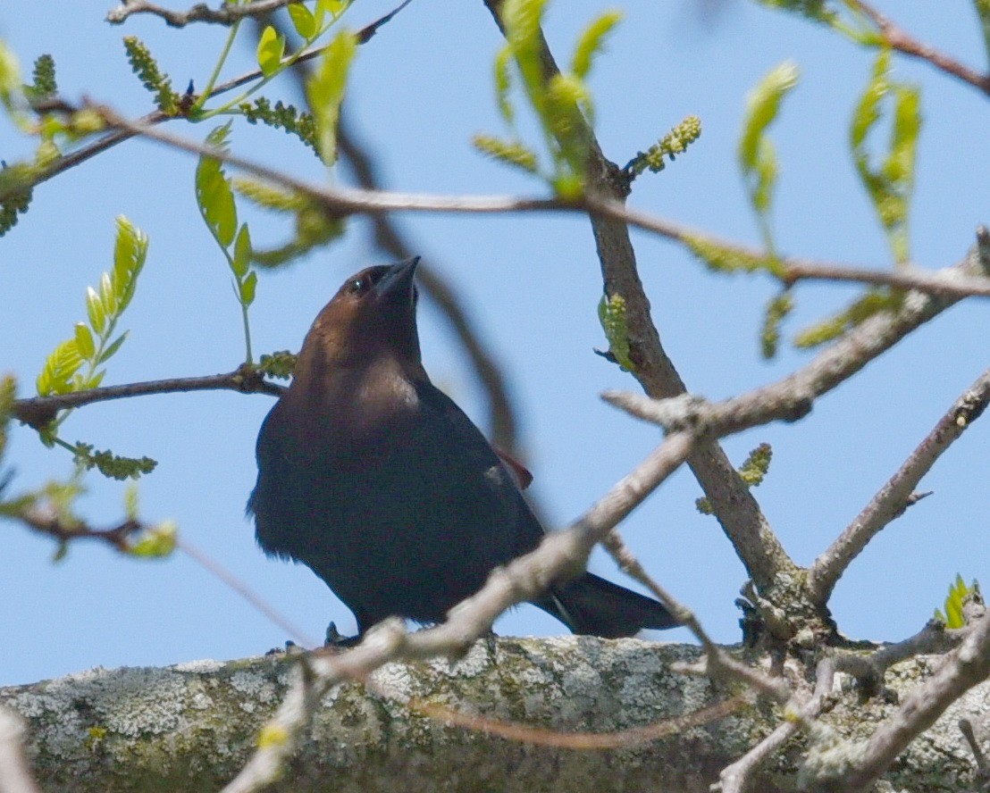 Brown-headed Cowbird - ML575284441