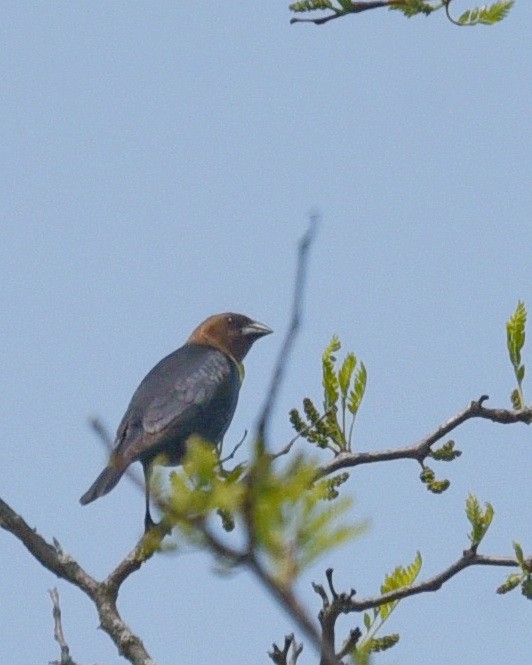 Brown-headed Cowbird - ML575284501