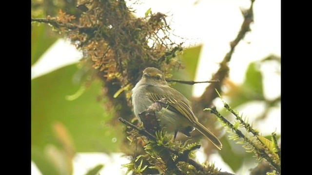 ノドジロコタイランチョウ - ML575284551