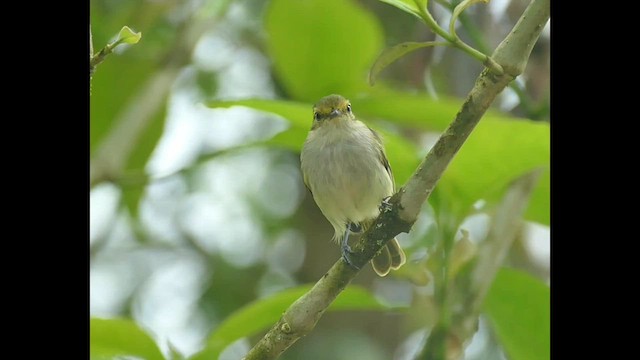 ノドジロコタイランチョウ - ML575284561