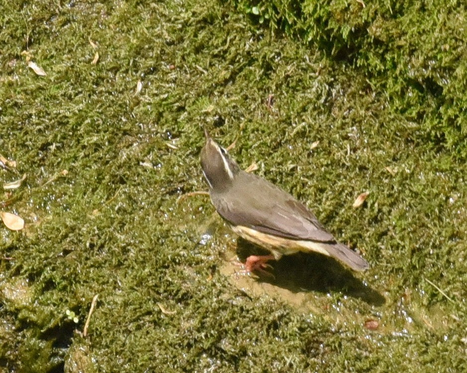 Louisiana Waterthrush - ML575284571