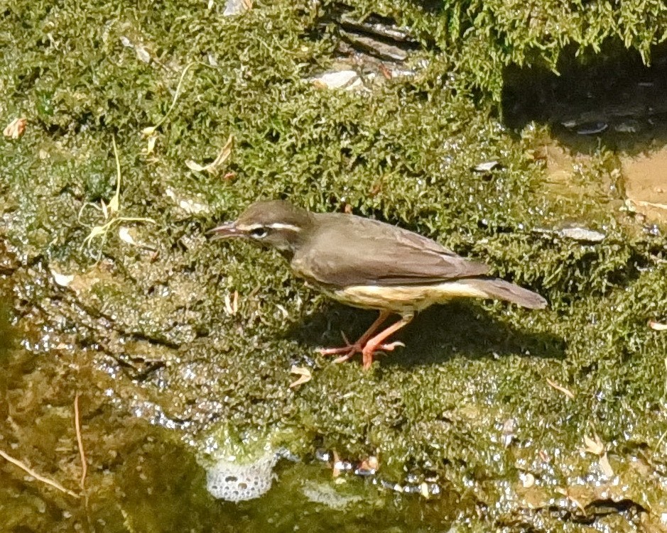 Louisiana Waterthrush - Barb and Lynn