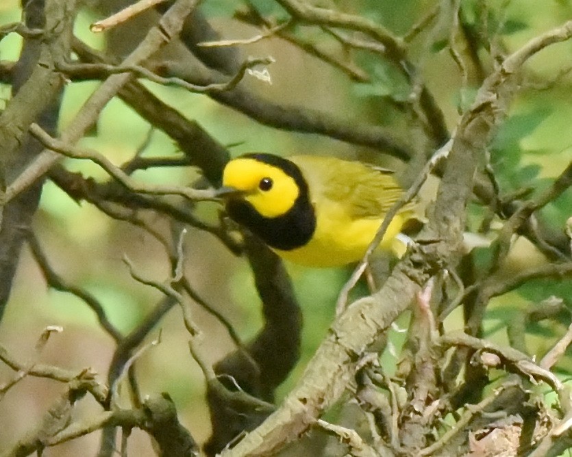 Hooded Warbler - ML575284701