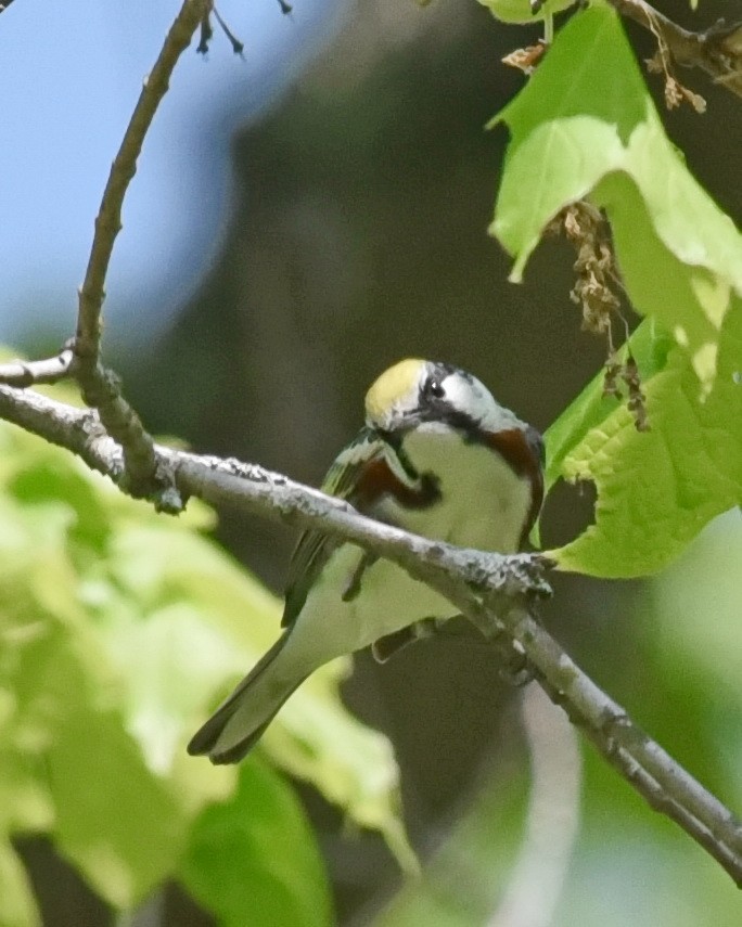 Chestnut-sided Warbler - ML575284791