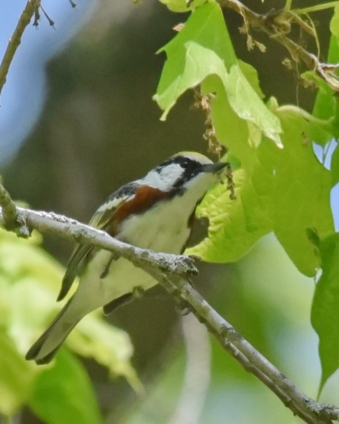 Chestnut-sided Warbler - ML575284871