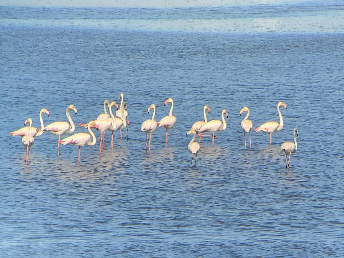 פלמינגו גדול - ML575285811