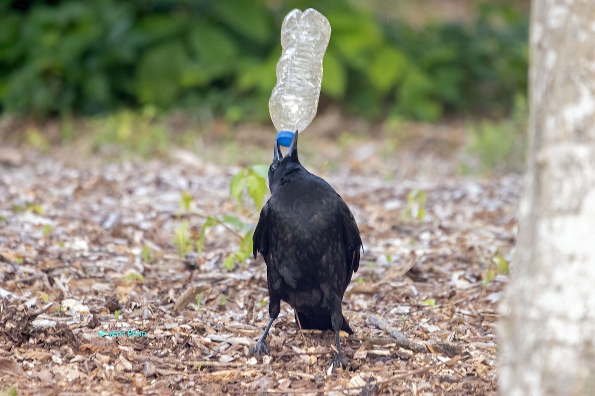 American Crow - Reuben Rohn