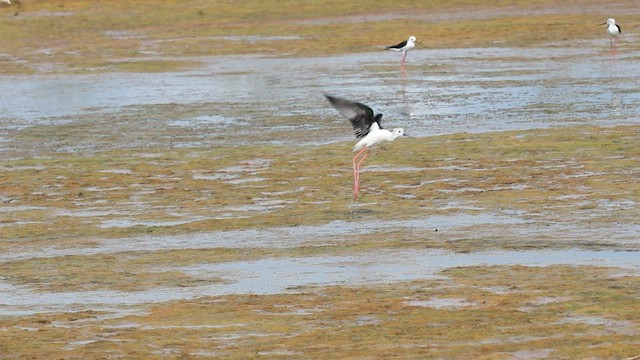 Black-winged Stilt - ML575285991