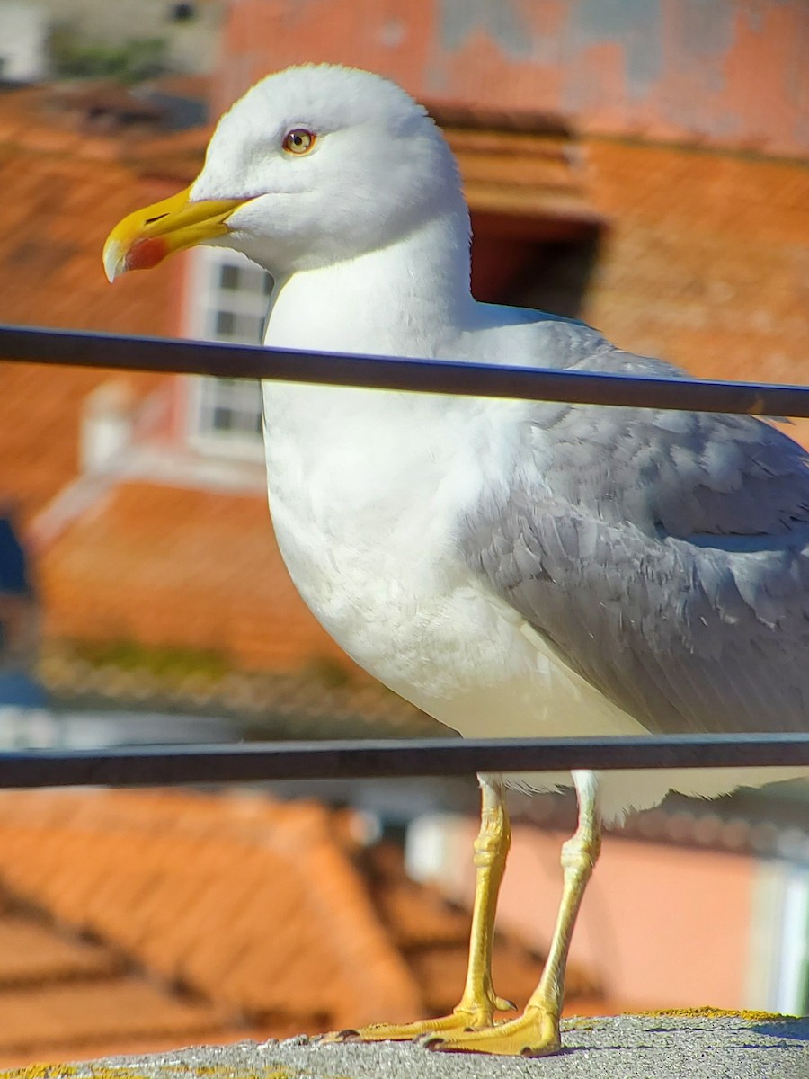 Yellow-legged Gull - ML575286171