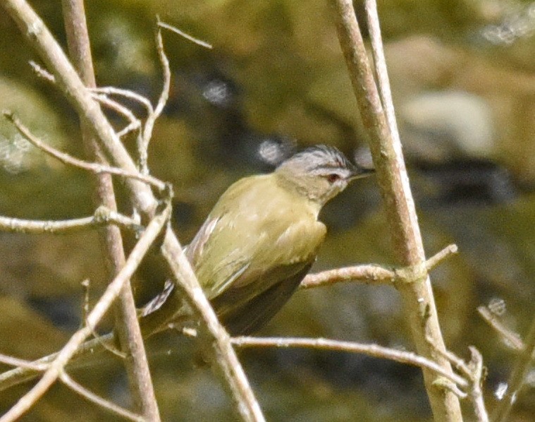 Vireo begigorria - ML575286291