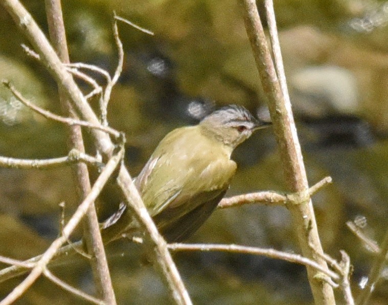 Red-eyed Vireo - ML575286291