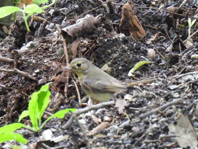 Narcissus Flycatcher - ML575286331