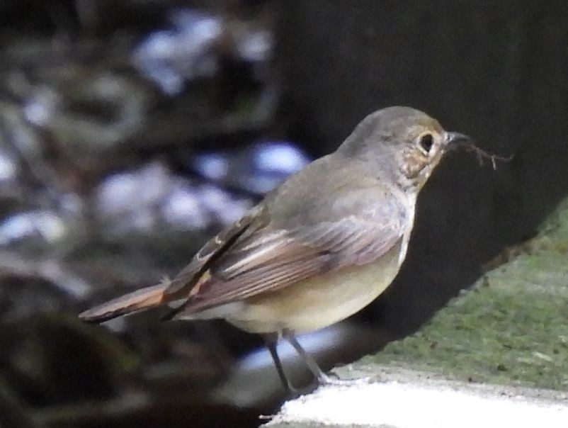 Narcissus Flycatcher - ML575286651