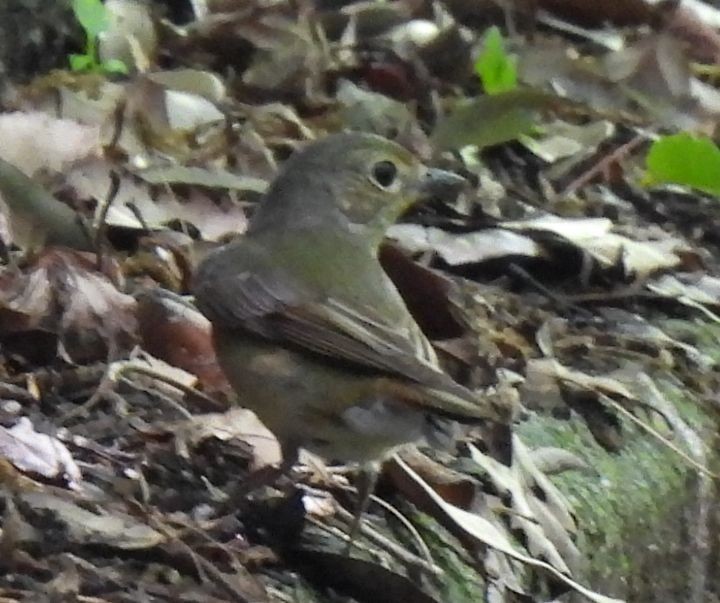 Narcissus Flycatcher - ML575286941