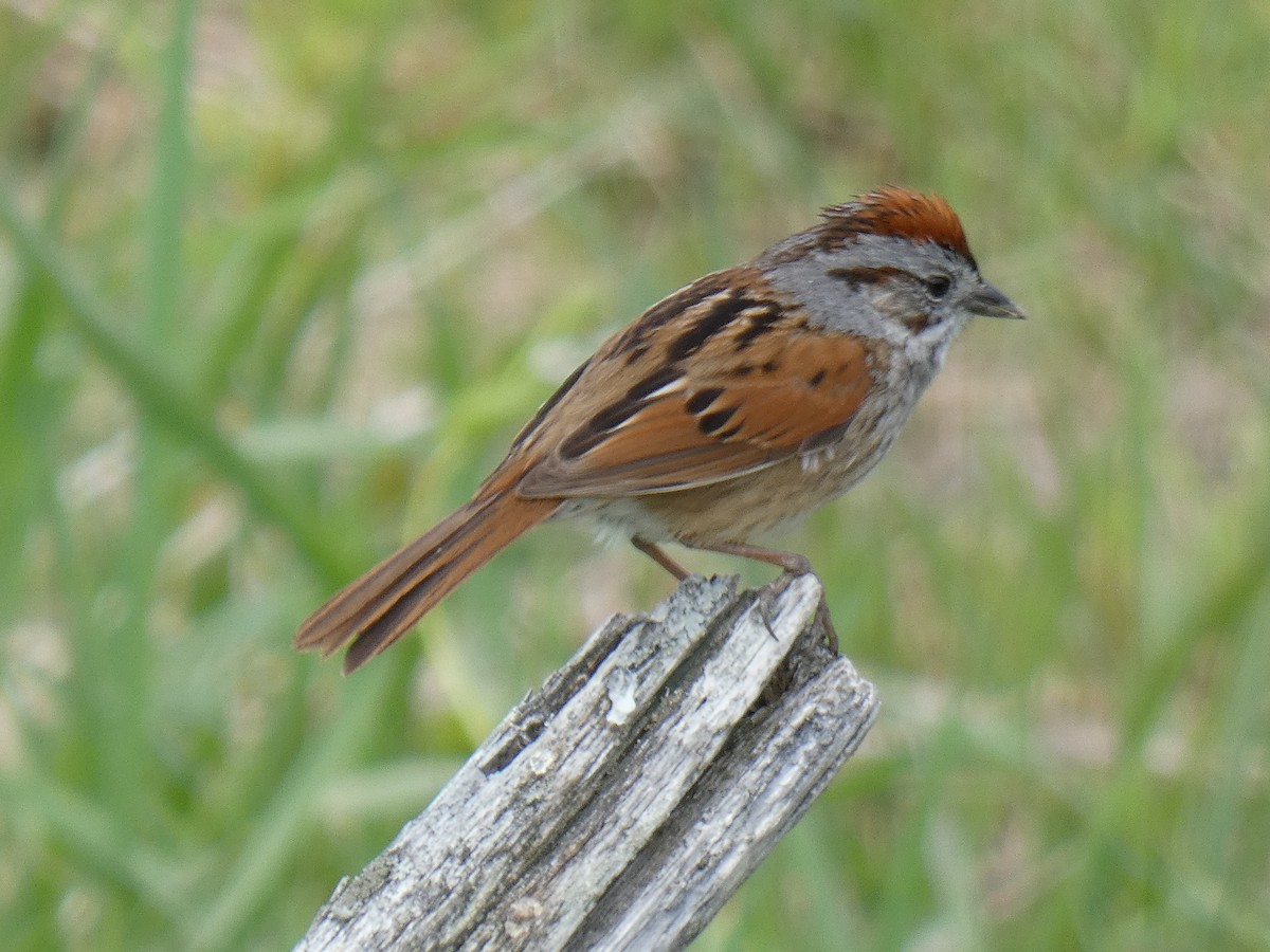 Swamp Sparrow - ML575286971