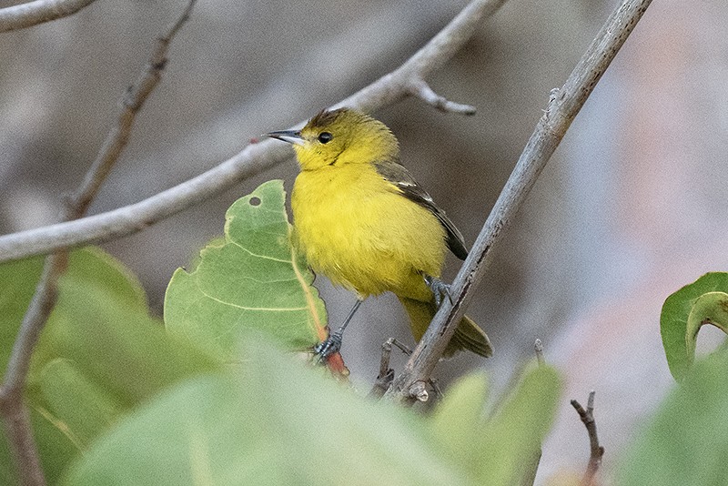 Orchard Oriole - ML575287061