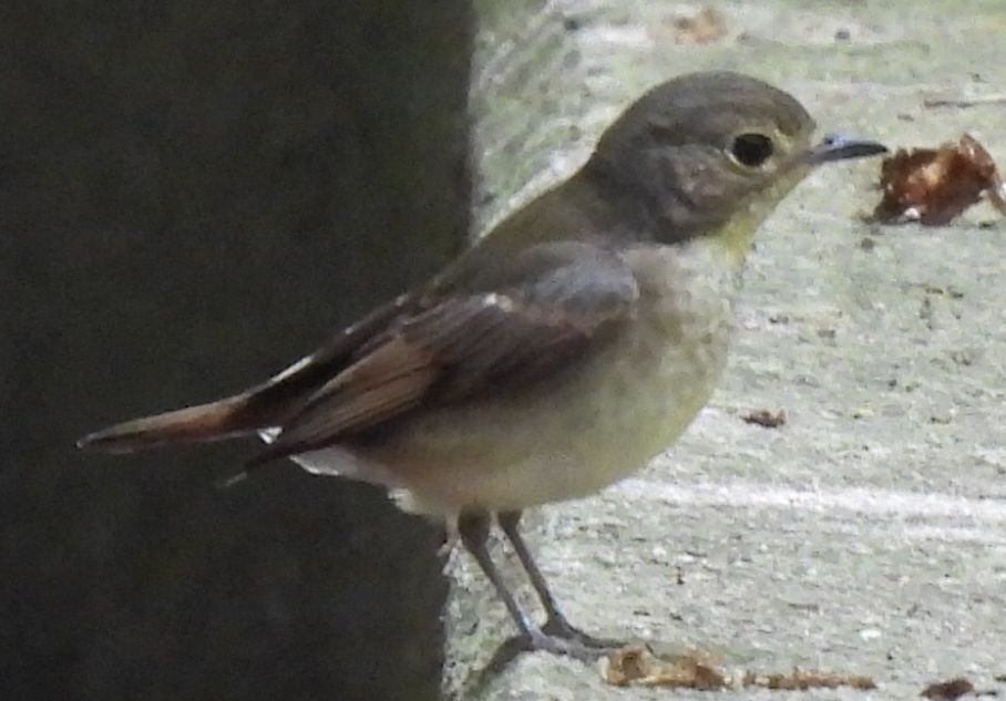 Narcissus Flycatcher - ML575287231