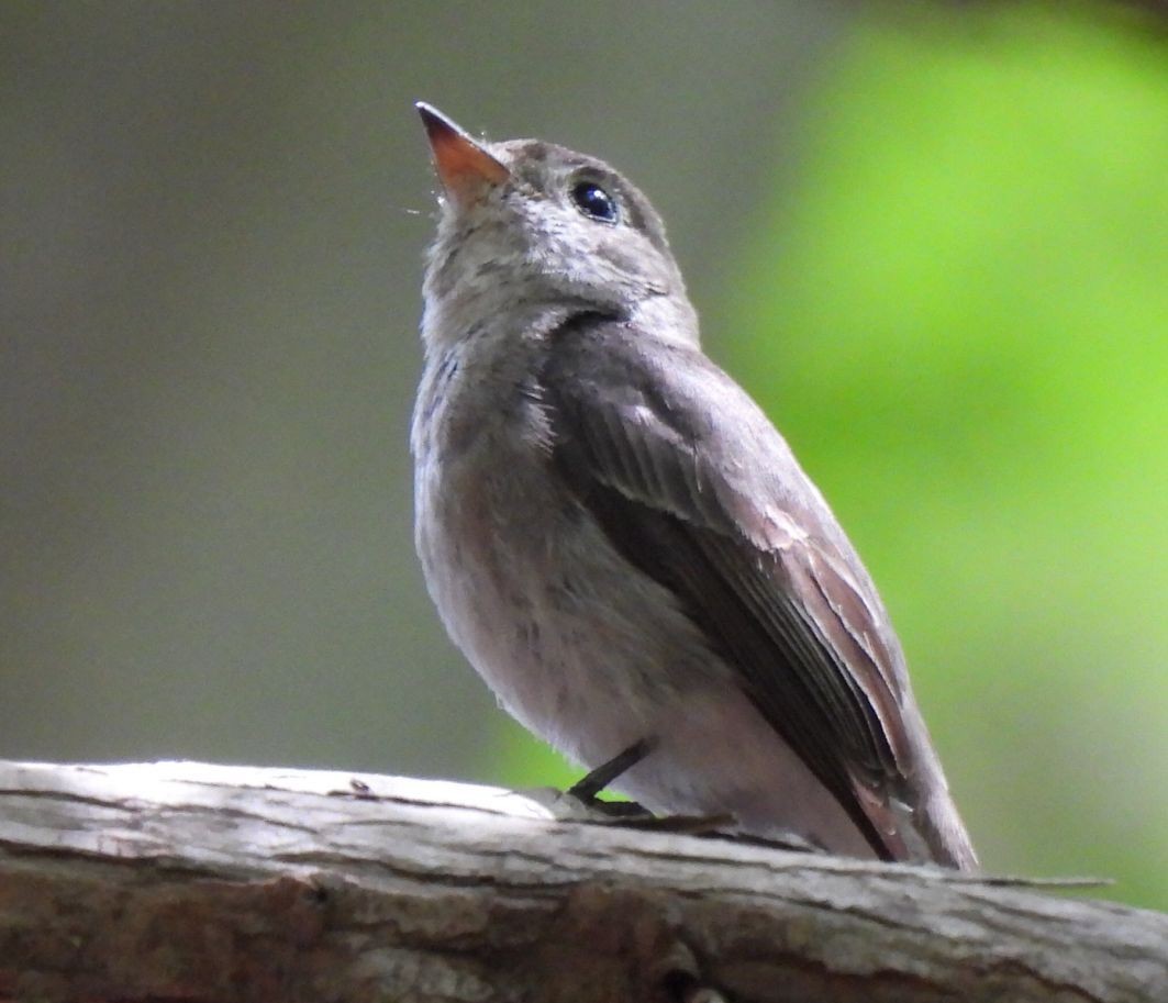 Asian Brown Flycatcher - ML575287671